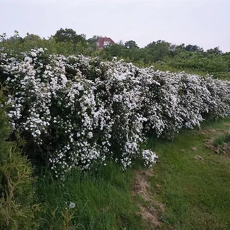 Allinge Allinge-Sandvig